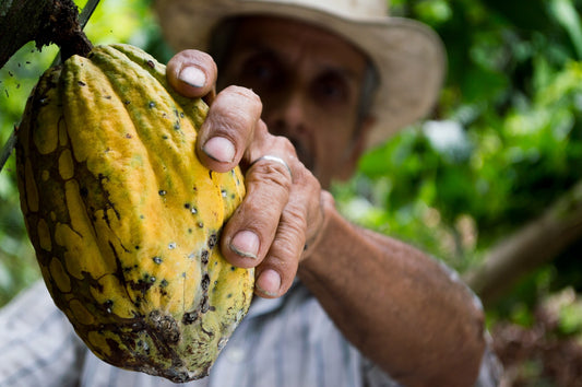 What’s the difference between cacao and cocoa?